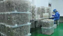 Sarang Burung Walet Lebih Berharga dari Emas Jadi Perhatian China 