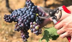 Tahapan Cara Menanam Anggur di Pekarangan Rumah, dari Persiapan hingga Panen 