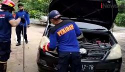 Video Ular King Kobra 2,5 Meter Masuk Kap Mobil Warga di Kotawaringin Barat Kalteng