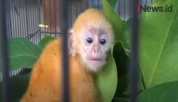 Video Warga Temukan Bayi Lutung Merah Diduga Ditangkap di Perkebunan Mentaya Hilir Kalteng