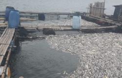 Ribuan Ikan Nila Siap Panen di Danau Maninjau Mati, Kerugian Puluhan Juta Rupiah