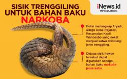 Infografis Sisik Trenggiling Jadi Bahan Sabu-Sabu