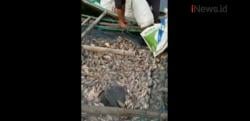 Video Cuaca Ekstrem, Ribuan Ton Ikan Mati di Waduk Saguling