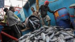 Sultra Ekspor 89,2 Ton Hasil Perikanan ke Thailand Selama 2020