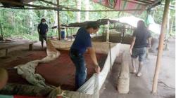 Ayam Jantan Ini Bunuh Majikan saat Akan Diadu di Arena Judi