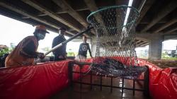Kolong Tol Becakayu Dijadikan Tempat Budi Daya 6.000 Ikan Lele 