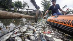 Penampakan Ribuan Ikan Mati Mendadak di Setu Citongtut Gunung Putri