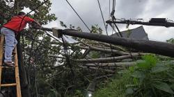 Aliran Listrik Kawasan Jalan Raya Serang-Pandeglang Putus akibat Pohon Tumbang