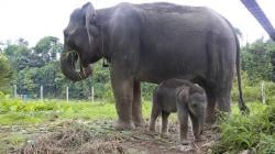 Bayi Gajah Betina Lahir di Tangkahan Langkat