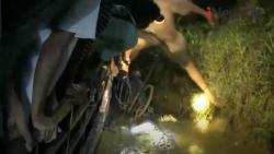 Video Buaya 4 Meter Kerap Lukai Warga Ditangkap di Pasaman Barat Sumbar