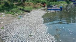 40 Ton Ikan di Danau Maninjau Mati Massal, Ini Penyebabnya