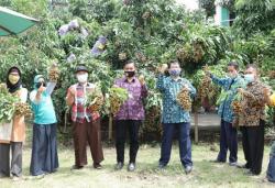 UGM Kembangkan Kelengkeng Super Sleman, Dagingnya Tebal dan Bijinya Kecil 