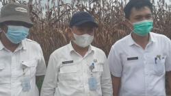 Penuhi Kebutuhan Beras Berkualitas, Babel Targetkan Pengembangan 1.000 Hektare Sawah Organik