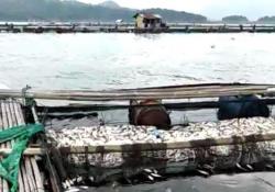 Rugi Miliaran Rupiah, Petani KJA Waduk Jatiluhur Tak Kapok Tanam Ikan