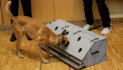 Anjing Bisa Deteksi Orang Terpapar Virus Corona dengan Akurasi 94 Persen