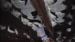 Warga Padang Dilarang Budi Daya Walet di Permukiman