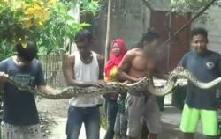 Diduga Sering Makan Ternak, 2 Ular Piton Ditangkap  