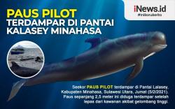 Infografis Paus Pilot Terdampar di Pantai Kalasey Minahasa