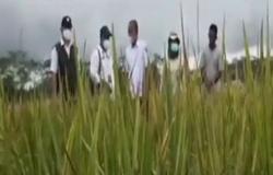 Program Food Estate Kabupaten Pulang Pisau Mampu Hasilkan Panen Padi Maksimal