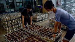 Jelang Perayaan Imlek, Produsen Kue Keranjang di Pontianak Kebanjiran Pesanan