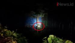 Video 2 Harimau Lepas di Kebun Binatang Sinka Zoo Singkawang, Penjaga Tewas Diterkam