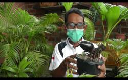 Kisah Kakek Junaidi, Raih Untung dari Hobi Mengerdilkan Pohon Kelapa <