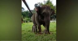 Video Kelahiran Bayi Gajah Betina di Tangkahan Langkat, Begini Penampakannya 