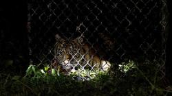 1 Harimau Lepas dari Sinka Zoo Singkawang Dilumpuhkan dengan Peluru Tajam, 1 Berkeliaran