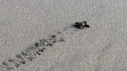 Belasan Ribu Ekor Anak Penyu Lekang dan Belimbing Dilepas ke Habitat