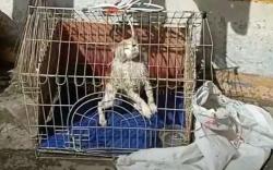 Dramatis, Petugas PMI Evakuasi Kucing Jatuh ke Sumur di Buktittinggi