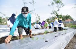 Wujudkan Ketahanan Pangan, Bupati Sleman Inisiasi Pemanfaatan Lahan Sekitar Rumah