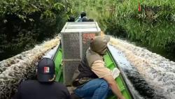 Video Induk Orang Utan Nyasar ke Kebun Karet di Kotawaringin Timur Dilepasliarkan