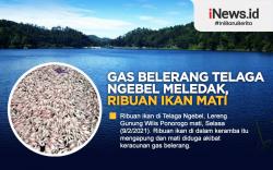 Infografis Gas Belerang Telaga Ngebel Ponorogo Meledak, Ribuan Ikan Peternak Mati