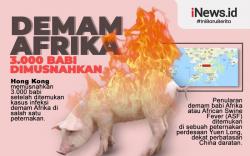 3.000 Babi Dimusnahkan gara-gara Demam Afrika