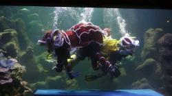 Atraksi Barongsai di Dalam Akuarium Sea World Ancol