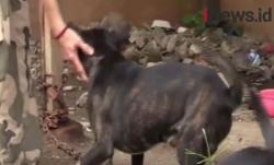 Video Petugas Damkar Evakuasi Anjing Terlilit Rantai 8 Bulan di Menteng Jakpus