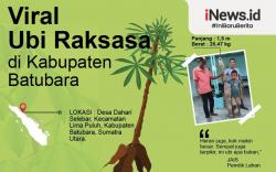 Infografis Penemuan Ubi Raksasa Seberat 20 Kg di Batubara