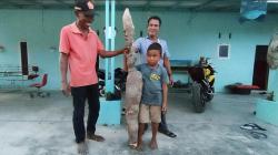 Viral Ubi Raksasa Sepanjang 1,5 Meter dengan Berat 20 Kg di Batubara
