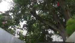 Unik, Kuburan Berada di Atas Pohon Berusia Ratusan Tahun di Samosir Sumut