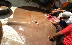 Heboh, Ikan Pari Besar yang Sedang Hamil Ditangkap dan Dibantai di PALI