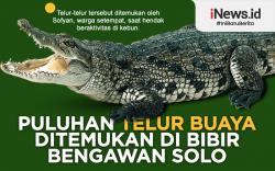 Infografis Warga Lamongan Temukan Telur Buaya di Bibir Bengawan Solo 