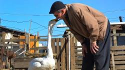 Persahabatan Langka Pria dan Angsa yang Diselamatkan 37 Tahun Silam Ini Bikin Takjub!