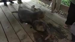 Sedih, Bayi Gajah yang Sempat Terjebak Lumpur di Pidie Beberapa Waktu Lalu Mati 