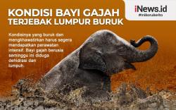 Infografis Bayi Gajah di Aceh Terjebak Lumpur
