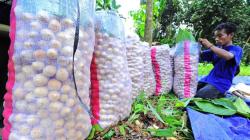 Musim Duku Muaro Jambi, Harga Jual Rp14.000 per Kilogram