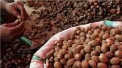 Sulut Catat Ekspor Bunga Pala 30 Ton ke Jerman dan Belanda