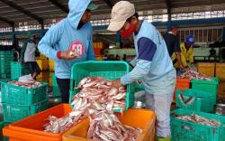 Cuaca Ekstrem, Stok Ikan di Kalsel Masih Aman