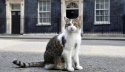 Kisah Kucing Penghuni Kantor PM Inggris 'Larry', Diadopsi karena Pintar Buru Tikus