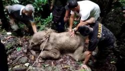 Bayi Gajah Dievakuasi setelah Berhari-Hari Terjebak dalam Kubangan Lumpur di Pidie Aceh