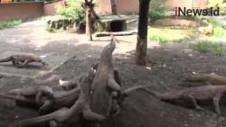 Serunya Uji Adrenalin Beri Makan Buaya dan Komodo di Kebun Binatang Surabaya